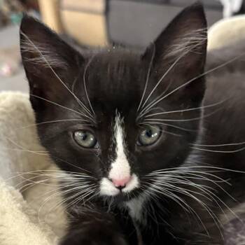 Domestic Short Hair Cats Available for Adoption in York, Pennsylvania - Anastasia | PetCurious