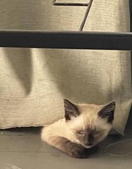 Pearl -  Siamese and Tabby Cat for Adoption in Mechanicsburg, Pennsylvania - Pearl | PetCurious