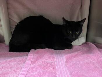 SAPHIRA -  Domestic Short Hair Cat for Adoption in Derwood, Maryland - SAPHIRA | PetCurious