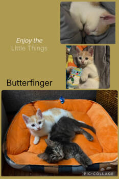 Rescue Domestic Short Hair Cats for Adoption in North Charleston, South Carolina - 86936a Butterfinger-PetSmart Mt. Pleasant | PetCurious