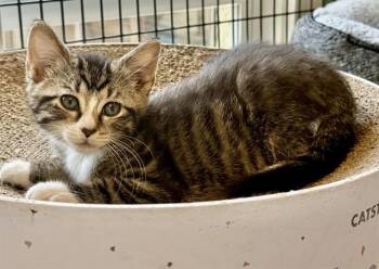 BEANIE WEENIE -  Domestic Short Hair Cat for Adoption in Sarasota, Florida - BEANIE WEENIE | PetCurious