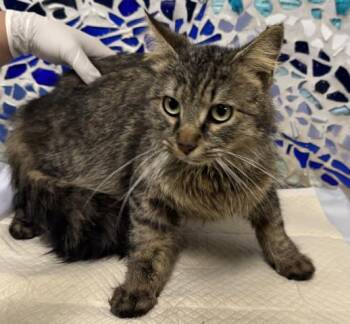 Domestic Medium Hair Cats Available for Adoption in Pensacola, Florida - ARISTOTLE | PetCurious