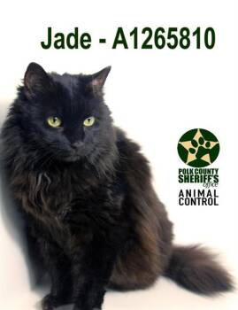 Domestic Long Hair Cats Available for Adoption in Winter Haven, Florida - JADE | PetCurious