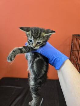HOURLY -  Domestic Short Hair Cat for Adoption in Louisville, Kentucky - HOURLY | PetCurious