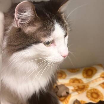 Domestic Long Hair Cats Available for Adoption in Wheeling, Illinois - Gucci | PetCurious