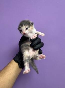 61597041 -  Domestic Short Hair Cat for Adoption in El Paso, Texas - 61597041 | PetCurious