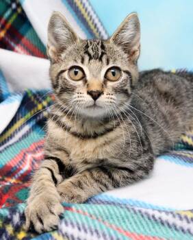Cheshire -  Domestic Short Hair Cat Available for Adoption in Tierra Verde, Florida - Cheshire | PetCurious