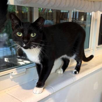 Hannah -  Domestic Short Hair Cat for Adoption in Buffalo, New York - Hannah | PetCurious