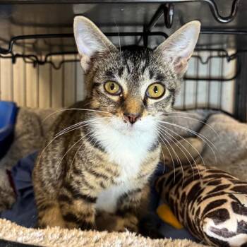 Kern -  Domestic Short Hair Cat for Adoption in Saginaw, Michigan - Kern | PetCurious