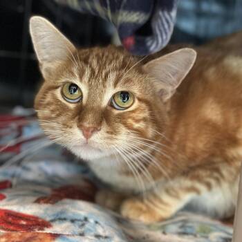 Orangie -  Domestic Short Hair Cat for Adoption in Chicago, Illinois - Orangie | PetCurious