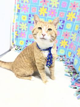 Domestic Short Hair Cats Available for Adoption - Chimichanga | PetCurious