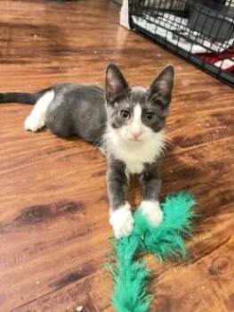 Pete -  Domestic Short Hair Cat for Adoption in Mesa, Arizona - Pete | PetCurious