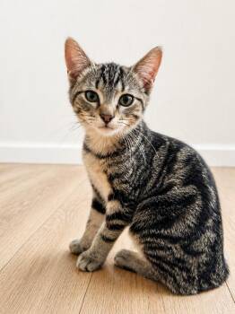 Domestic Short Hair and Tabby Cats Available for Adoption in Homer Glen, Illinois - Usagi | PetCurious