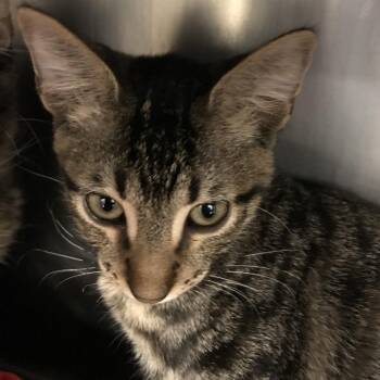 Ralphie -  Domestic Short Hair Cat for Adoption in West Palm Beach, Florida - Ralphie | PetCurious