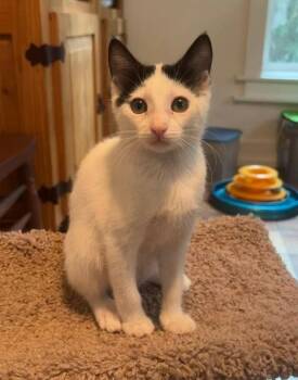Annie -  Domestic Short Hair Cat for Adoption in Magnolia, Texas - Annie | PetCurious