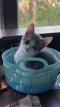 Rescue Domestic Short Hair Cats for Adoption in Jacksonville, Florida - Dax =^.^= | PetCurious
