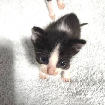 Hartley -  Domestic Short Hair Cat for Adoption in Albert Lea, Minnesota - Hartley | PetCurious