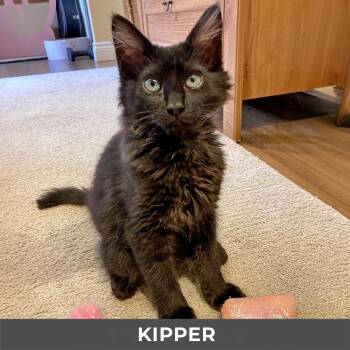 Domestic Medium Hair Cats Available for Adoption in Toronto, Ontario - Kipper | PetCurious