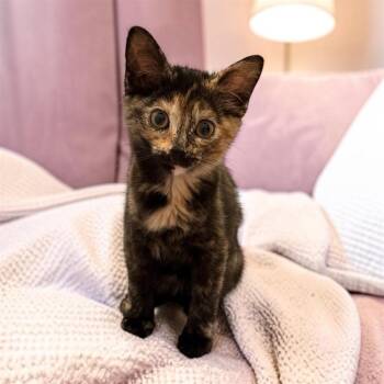 Catalie Portman CS 4 -  Domestic Short Hair Cat for Adoption in Dallas, Texas - Catalie Portman CS 4 | PetCurious