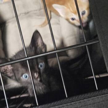 Salem and Jasper ( Bonded) -  Domestic Short Hair Cat for Adoption in Pottsboro, Texas - Salem And Jasper ( Bonded) | PetCurious