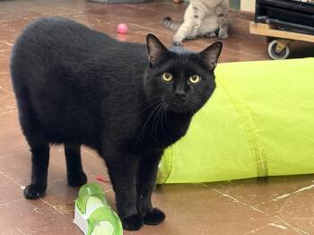 Scooter -  Domestic Short Hair Cat for Adoption in Perry, Georgia - Scooter | PetCurious