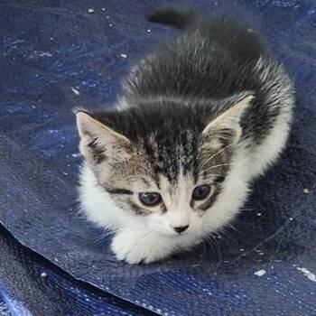 Rescue Domestic Short Hair Cats for Adoption in Liverpool, Texas - Wren | PetCurious