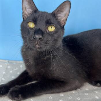 Bombay and Domestic Short Hair Cats Available for Adoption - Taylor (Mr. Personality!) | PetCurious