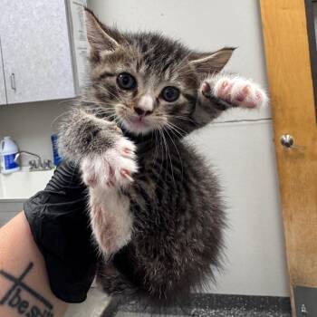 Pooh -  Domestic Short Hair Cat for Adoption in Columbiana, Alabama - Pooh | PetCurious