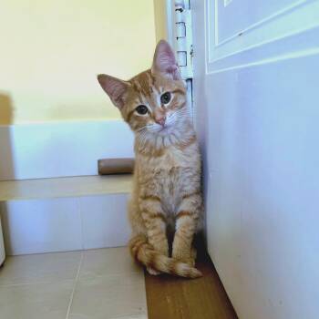 Rescue Domestic Short Hair Cats for Adoption in Byron Center, Michigan - Shawn | PetCurious