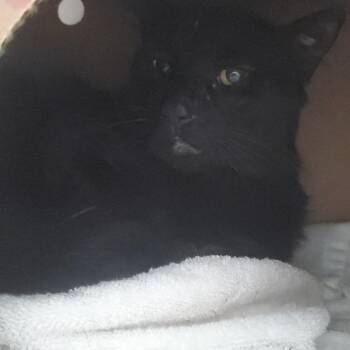 Rally -  Domestic Short Hair Cat for Adoption - Rally | PetCurious