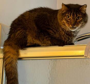 Ben -  Domestic Medium Hair Cat for Adoption in New York, New York - Ben | PetCurious