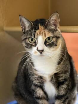 Poppy -  Calico and Tabby Cat for Adoption in Lambertville, New Jersey - Poppy | PetCurious