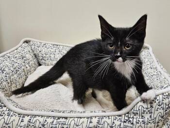 Aragorn -  Domestic Short Hair Cat for Adoption in Fremont, Ohio - Aragorn | PetCurious