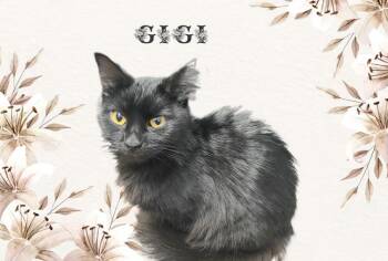 Rescue Domestic Medium Hair Cats for Adoption - Gigi 0125 | PetCurious