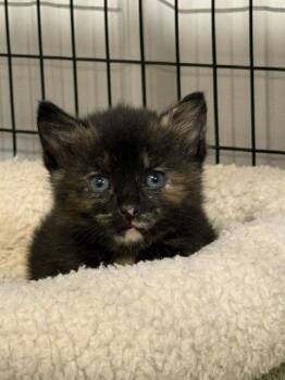 Firefox (Available est 7/24/26) -  Domestic Short Hair and Tortoiseshell Cat for Adoption in Williamsburg, Iowa - Firefox (Available Est 7/24/26) | PetCurious