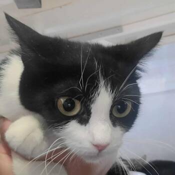 Rescue American Shorthair Cats for Adoption in Hemet, California - Liz | PetCurious