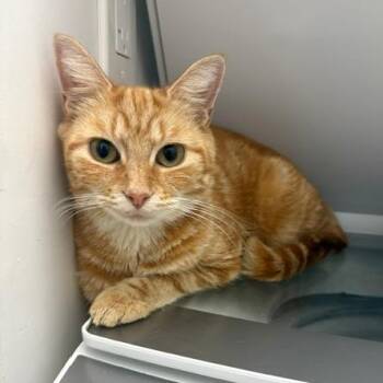 Augusta -  Domestic Short Hair Cat for Adoption in Philadelphia, Pennsylvania - Augusta | PetCurious
