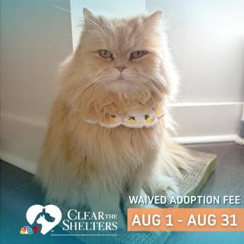 Simba -  Domestic Long Hair Cat for Adoption in Philadelphia, Pennsylvania - Simba | PetCurious