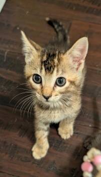 Tabby and Domestic Short Hair Cats Available for Adoption in Buford, Georgia - Angelica | PetCurious