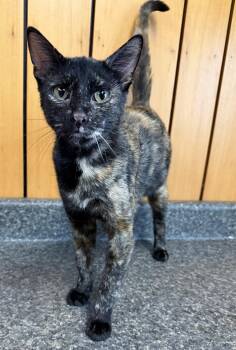 Domestic Short Hair Cats Available for Adoption in Des Moines, Iowa - Gerdy | PetCurious