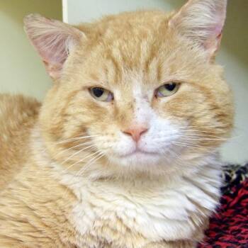 Reggie -  Domestic Short Hair Cat for Adoption in Newark, New Jersey - Reggie | PetCurious