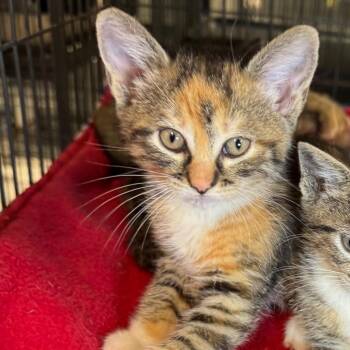 Kendall -  Domestic Short Hair Cat for Adoption in Saginaw, Michigan - Kendall | PetCurious