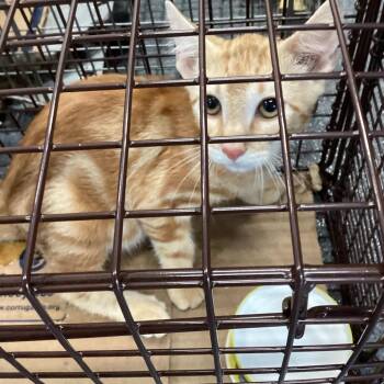 Iris -  Domestic Short Hair Cat for Adoption in Montgomery, Alabama - Iris | PetCurious