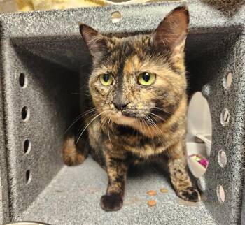 Domestic Short Hair Cats Available for Adoption in Pueblo, Colorado - BETTY | PetCurious