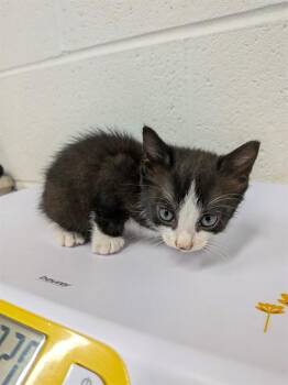 DAVIAN -  Domestic Short Hair Cat for Adoption in St. Peters, Missouri - DAVIAN | PetCurious