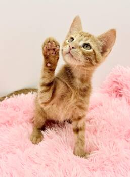 Crunchwrap Supreme -  Domestic Short Hair Cat for Adoption in Covington, Louisiana - Crunchwrap Supreme | PetCurious
