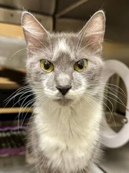 Tiny Tuna -  Domestic Short Hair Cat for Adoption in Wichita, Kansas - Tiny Tuna | PetCurious