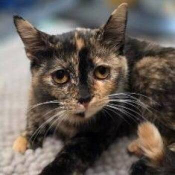 Maple*Meet me at Plymouth Petsmart* -  Domestic Short Hair Cat for Adoption in Buffalo, Minnesota - Maple*Meet Me At Plymouth Petsmart* | PetCurious