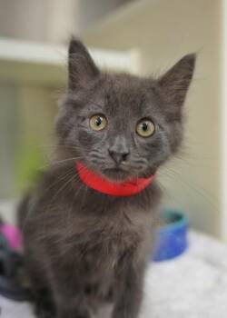 Wibbles 63701 -  Domestic Long Hair and Domestic Short Hair Cat for Adoption in Aiken, South Carolina - Wibbles 63701 | PetCurious