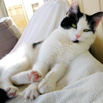 Rescue Domestic Short Hair Cats for Adoption in Fairfax, Virginia - Joan Jett (JJ) | PetCurious